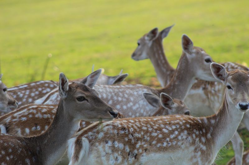Deer  Rehe in freier Natur