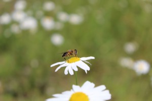 Bee on a Chamomile